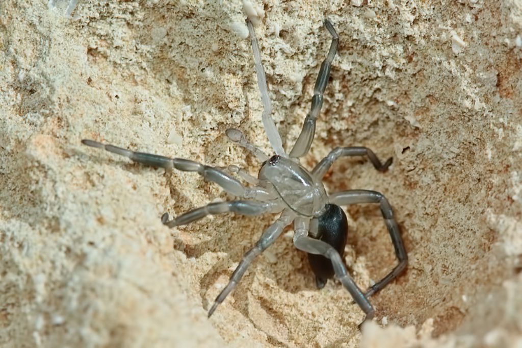 Trachyzelotes sp. (maschio subadulto) appena mutato - Malta